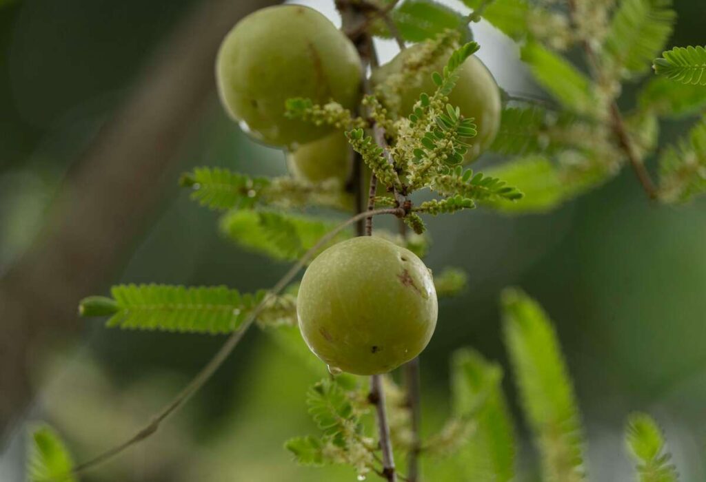 आंवला खाने के फायदे आंवला खाने के फायदे और पोषण संबंधी जानकारी