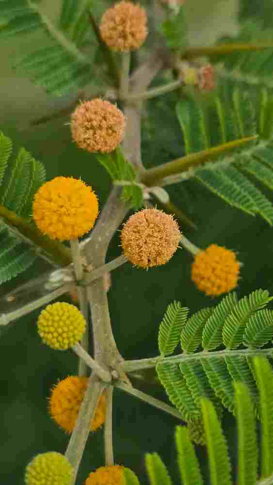 बबूल की छाल के फायदे