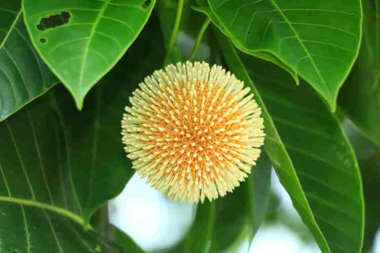 कदंब फल के फायदे कदंब फल के फायदे