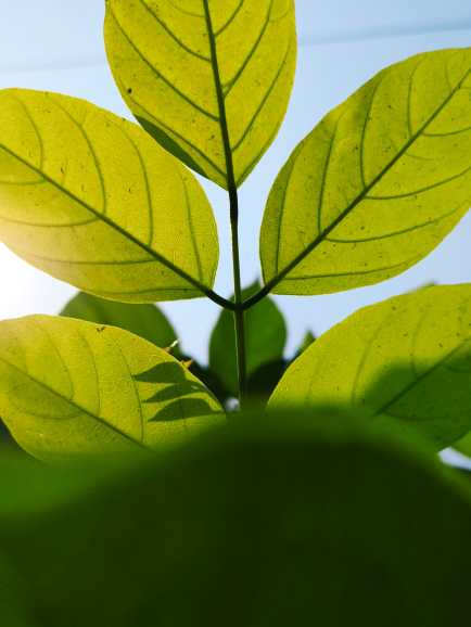 bael patra bilva patra benefits hindi