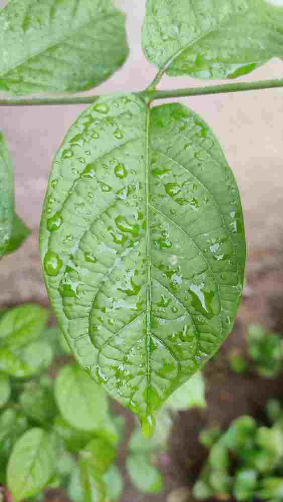 बेल पत्र (बिल्व पत्र) के औषधीय फायदे और आयुर्वेदिक गुण