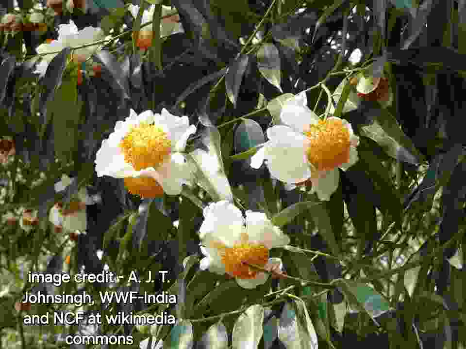 Flowers of Mesua ferrea Kaziranga TR AJTJ P1010329 1