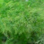 pexels eftodii aurelia 90976 35506505