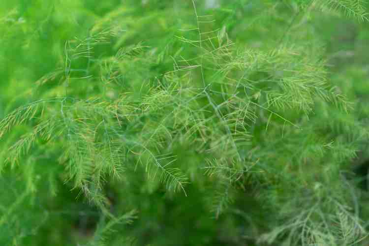 pexels eftodii aurelia 90976 35506505
