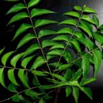 punnamjai neem leaves 651913 1920 1