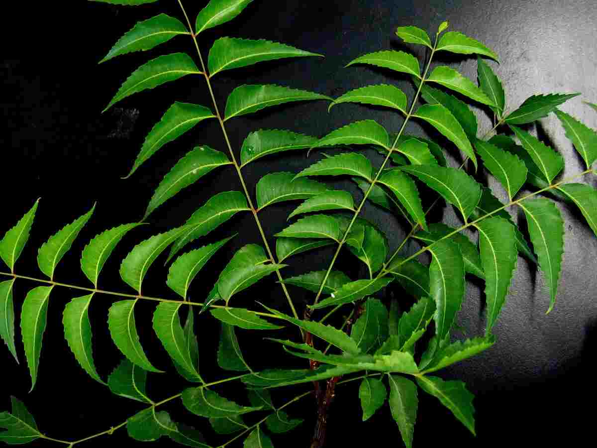 punnamjai neem leaves 651913 1920 1