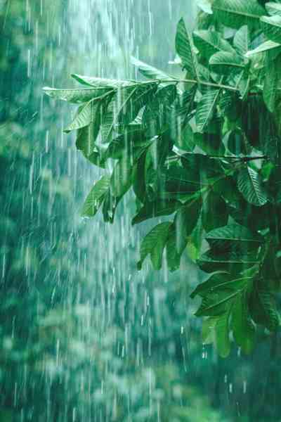 barish-mein-immunity-badhane-ke-upay