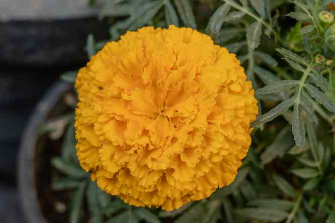 Gende ke phool ke fayde