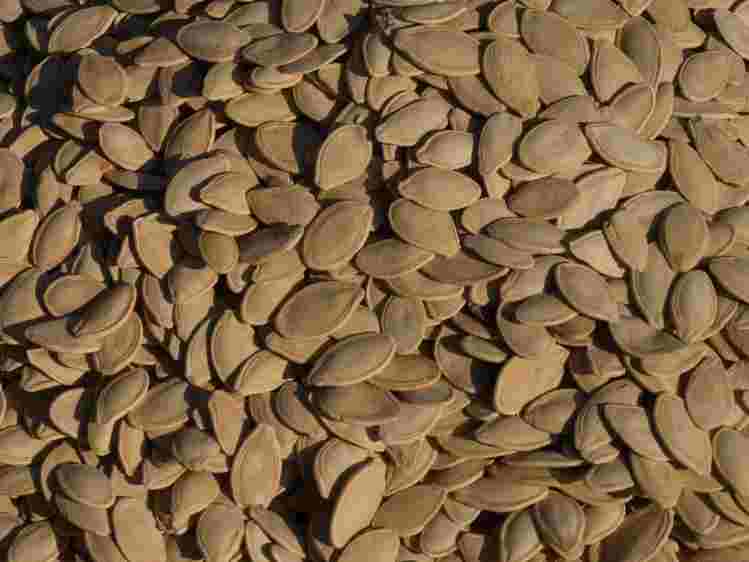 कद्दू के बीज (Pumpkin Seeds) कद्दू के बीज (Pumpkin Seeds)